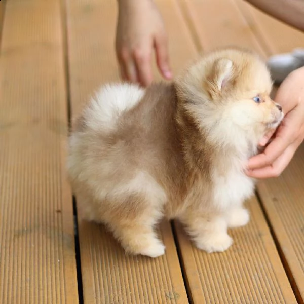 mini pomerania toy