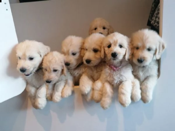 schne goldendoodle welpen zu verkaufen