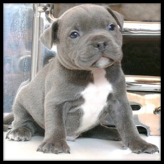 cucciolo pura razza amstaff blue | Foto 0