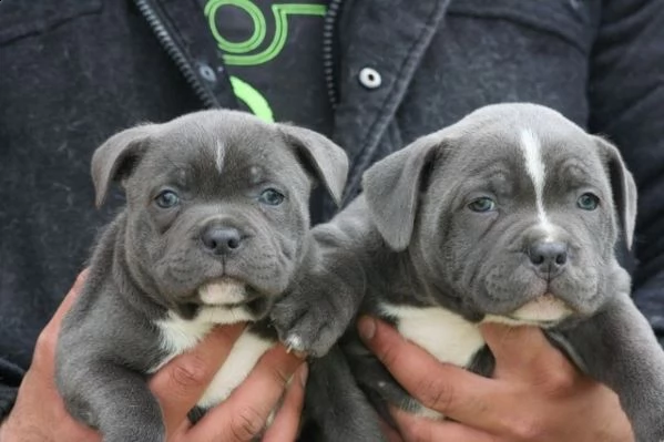 cucciolo pura razza amstaff blue