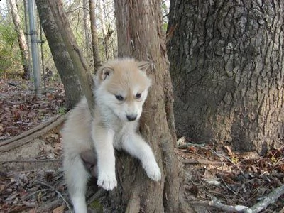 cuccioli di cane lupo cecoslovacco