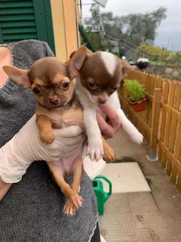 cuccioli di chihuahua toy