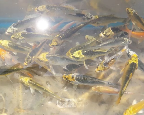 carpe koi