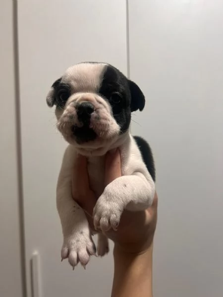 Cuccioli di bulldog francese 