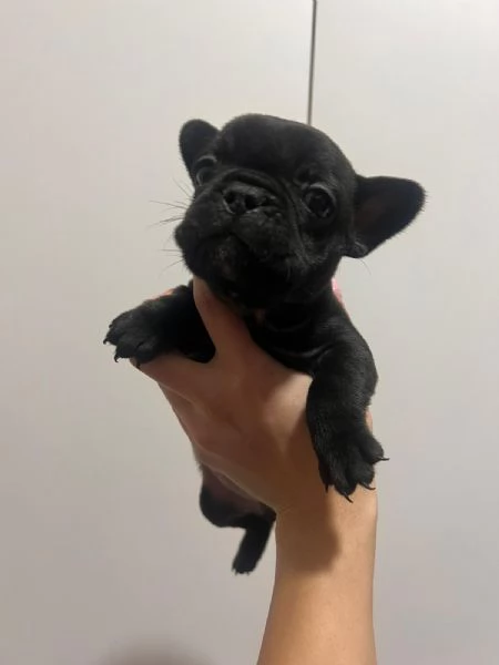 Cuccioli di bulldog francese  | Foto 5