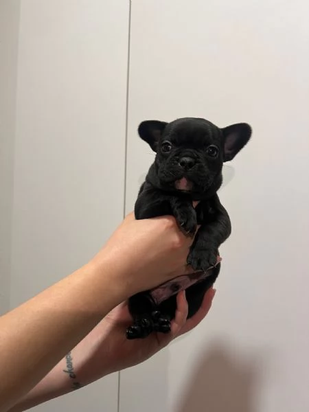 Cuccioli di bulldog francese  | Foto 3