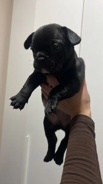 Cuccioli di bulldog francese  | Foto 2