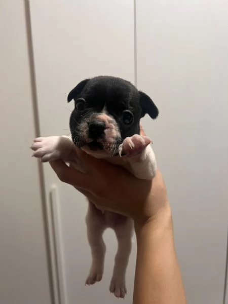 Cuccioli di bulldog francese  | Foto 1