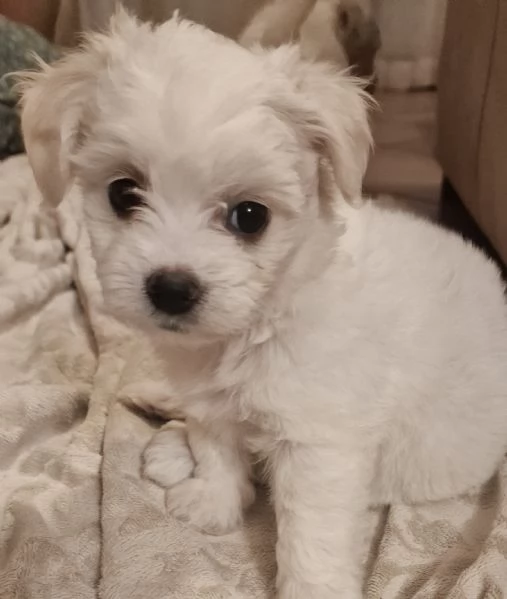 MALTIPOO | Foto 2
