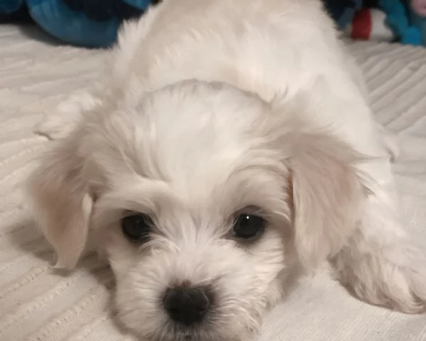MALTIPOO | Foto 1