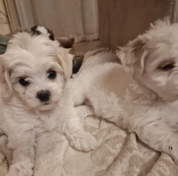 MALTIPOO | Foto 0