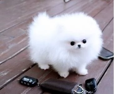 splendido cucciolo di spitz  pomerania in miniatura
