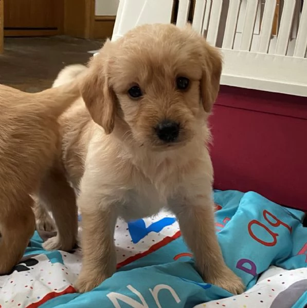 adorabili cuccioli di labradoodles disponibili