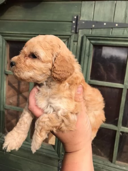 adorabili cuccioli di labradoodles disponibili | Foto 0