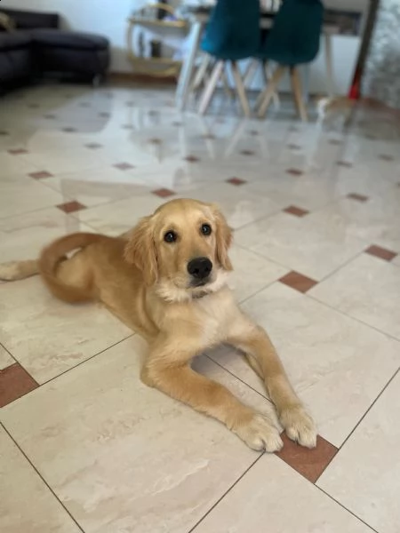 cucciolo golden retriever - 4 mesi | Foto 4