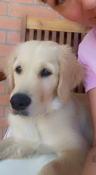 cucciolo golden retriever - 4 mesi | Foto 3