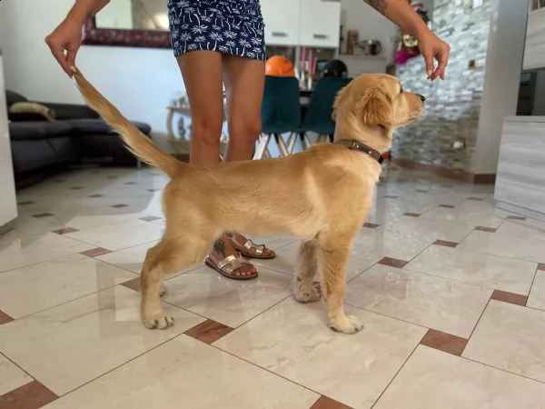 cucciolo golden retriever - 4 mesi | Foto 2