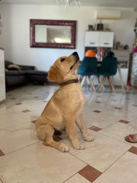 cucciolo golden retriever - 4 mesi | Foto 1