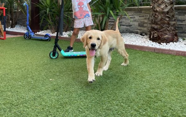 cucciolo golden retriever - 4 mesi