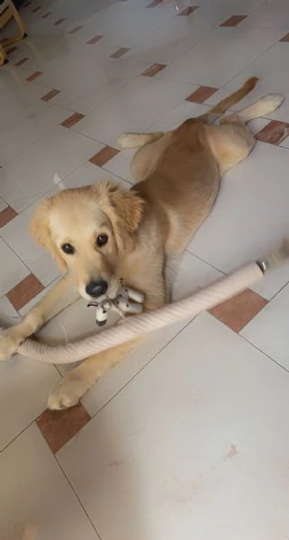 cucciolo golden retriever - 4 mesi | Foto 0