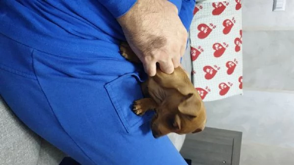 cucciolata di pinscher toy di 3 mesi | Foto 0