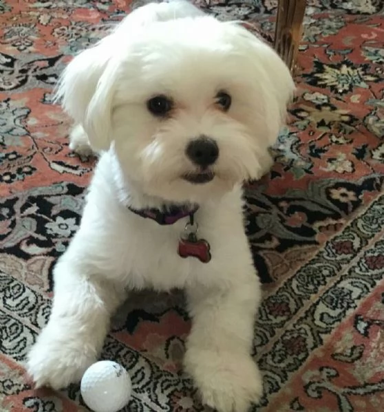 simpatico cucciolo maltese per adozione