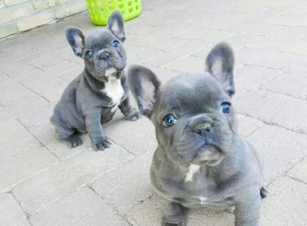 allevamento autorizzato bulldog francese total blu