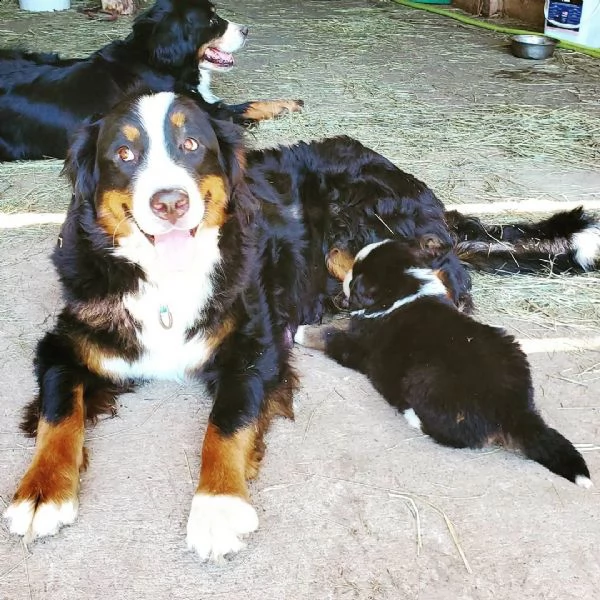 cuccioli di bovaro bernese con pedigree
