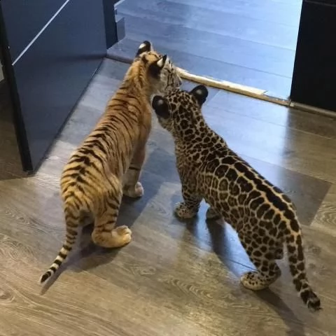gatti esotici in vendita