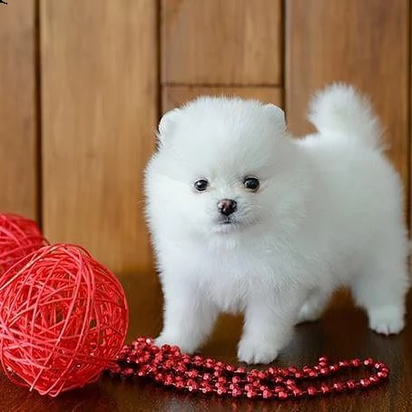 cuccioli di pomerania | Foto 1