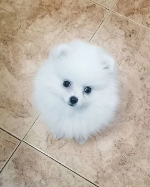 cuccioli di pomerania | Foto 0