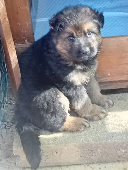 Splendidi cuccioli di Pastore Tedesco originali  | Foto 3