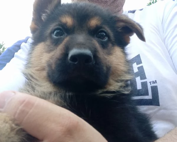 Meraviglioso cucciolo di Pastore Tedesco originale | Foto 5