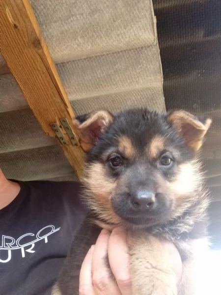 Splendidi cuccioli di Pastore Tedesco originali  | Foto 1
