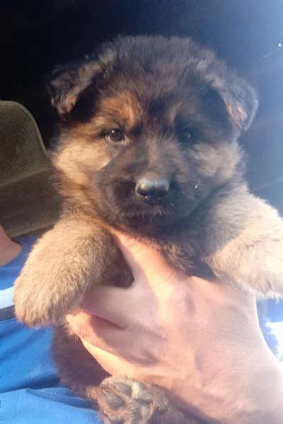 Splendidi cuccioli di Pastore Tedesco originali  | Foto 0
