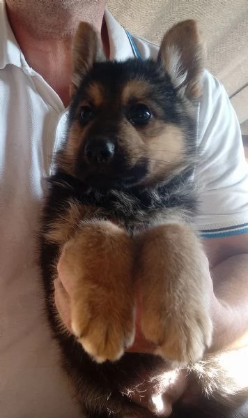 Meraviglioso cucciolo di Pastore Tedesco originale | Foto 2