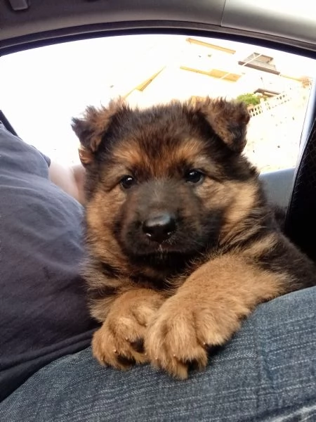 Meraviglioso cucciolo di Pastore Tedesco originale