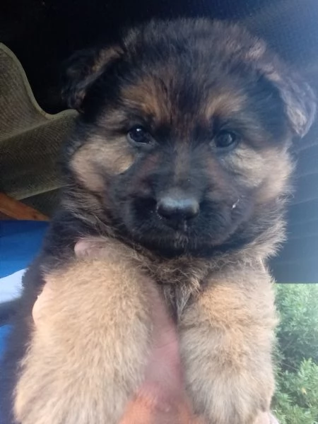 Splendidi cuccioli di Pastore Tedesco originali 