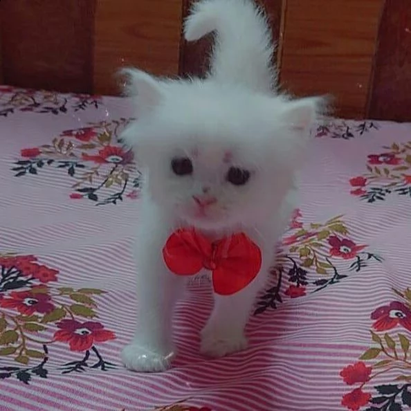 bello  bello  bello  gattini persiani