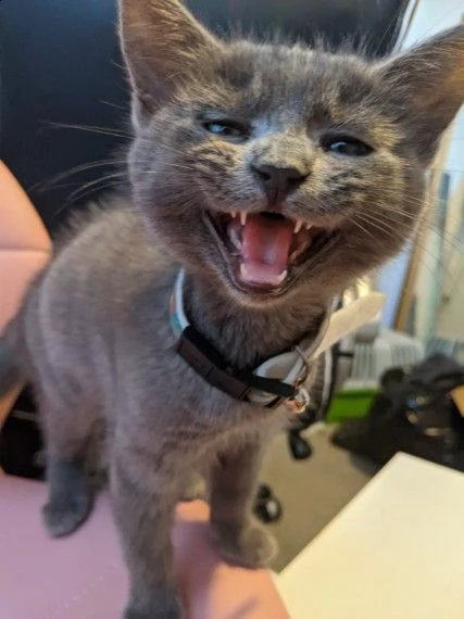 certosino gattini | Foto 1