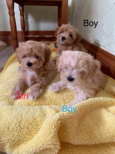 bellissimi cuccioli di maltipoo