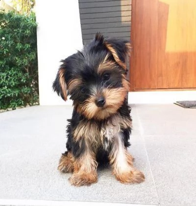 cuccioli di yorkshire terrier