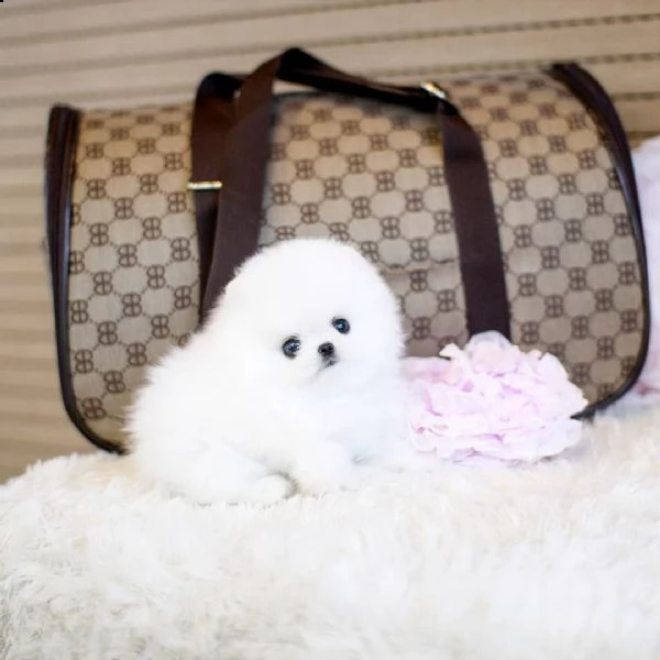 dolci cuccioli di pomerania disponibili