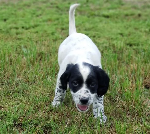 cuccioli setter inglese 