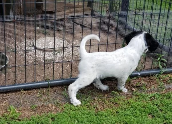 cuccioli setter inglese  | Foto 0