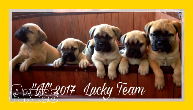 Regalo Bull Mastiff Da Volontario A Ragusa Adorali Cuccioli Di Bull