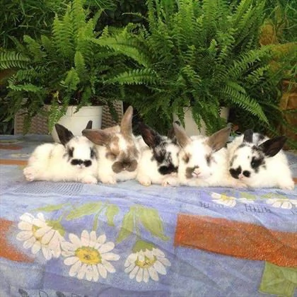 conigli bianco