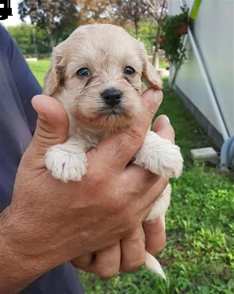 coniglio di maltipoo
