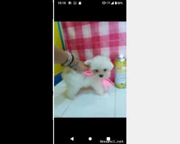 cuccioli di maltese