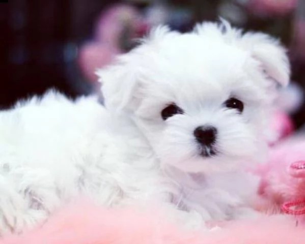 cuccioli di maltese | Foto 1